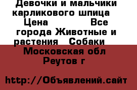 Девочки и мальчики карликового шпица  › Цена ­ 20 000 - Все города Животные и растения » Собаки   . Московская обл.,Реутов г.